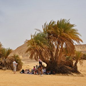 03890 – 埃及 – 西部沙漠 – 艾因马克菲